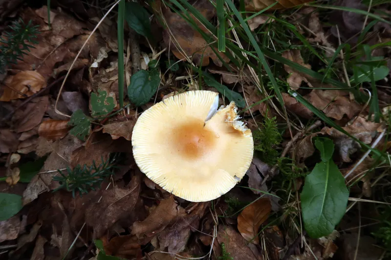 Amanita crocea 1 - IMG_7935